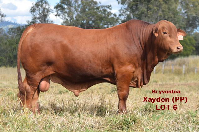 Bryvonlea Xayden